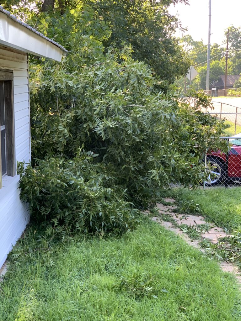 Tree fell on the gate.